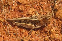 Hippiscus ocelote
