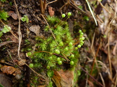 Bartramia nothostricta