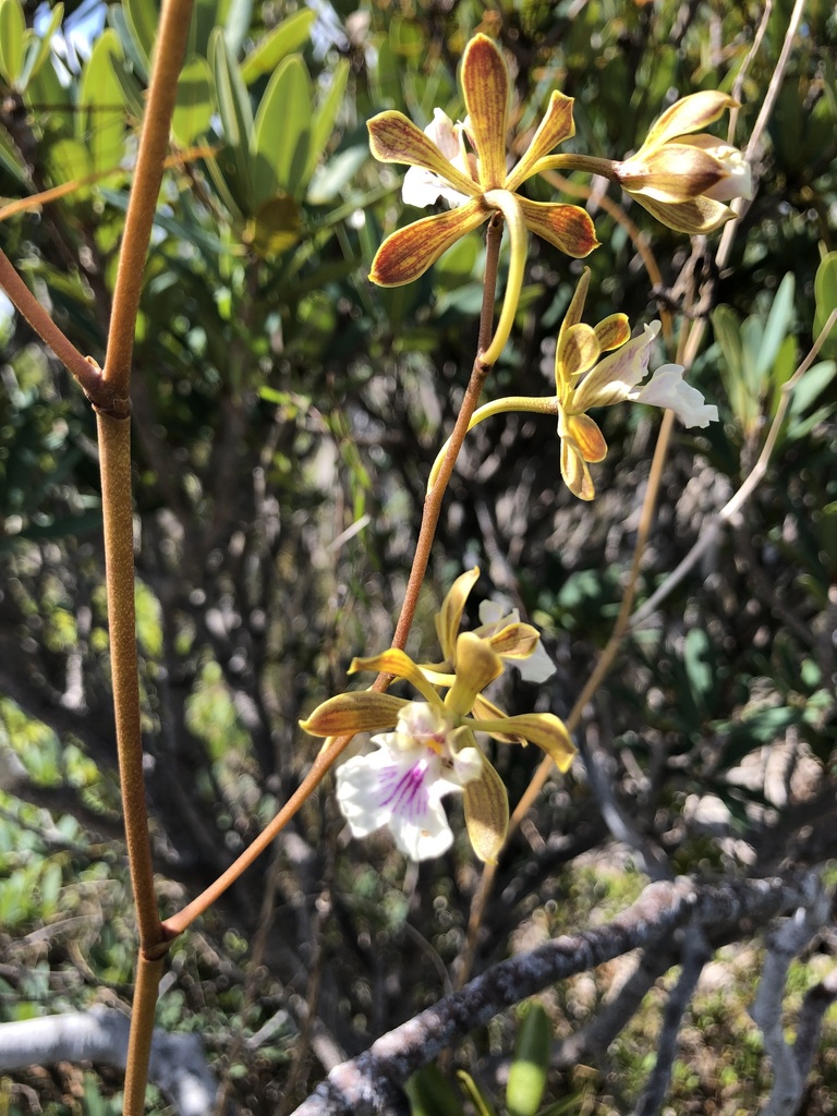 Encyclia correllii Sauleda