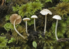 Entoloma albidosimulans