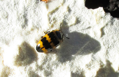 Mycotretus marginicollis