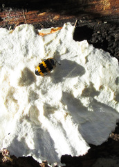 Mycotretus marginicollis