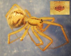 Bolyphantes luteolus