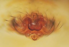 Bolyphantes luteolus