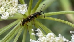 Xestoleptura