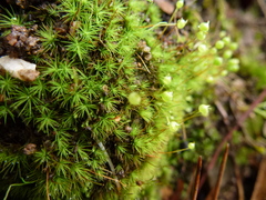 Bartramia nothostricta