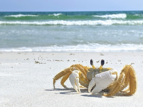 Atlantic Ghost Crab, photo 10 of 10