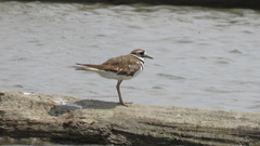 Charadrius vociferus
