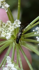 Xestoleptura