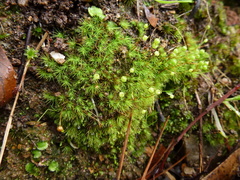 Bartramia nothostricta