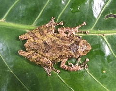 Scinax boulengeri