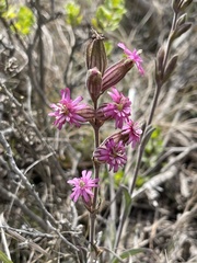 Silene verecunda