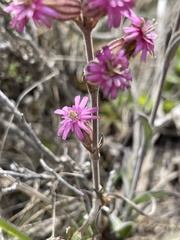 Silene verecunda