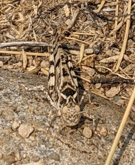 Dissosteira spurcata