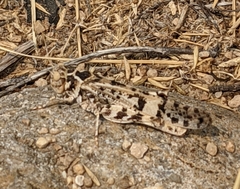 Dissosteira spurcata