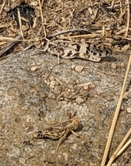 Dissosteira spurcata