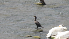 Nannopterum brasilianum