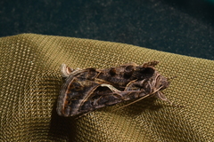 Autographa flagellum