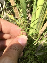 Galium labradoricum