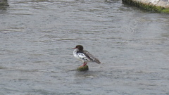 Mergus merganser