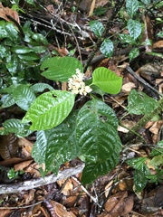 Palicourea didymocarpos