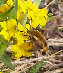 Hemaris diffinis