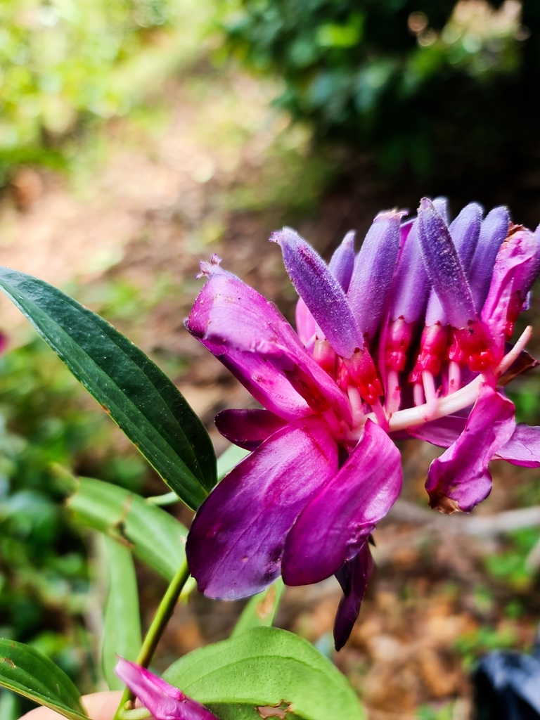 Cavendishia atroviolacea