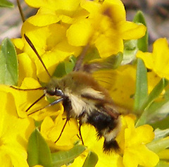 Hemaris diffinis