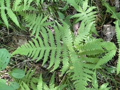 Phegopteris excelsior