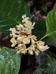 Palicourea didymocarpos