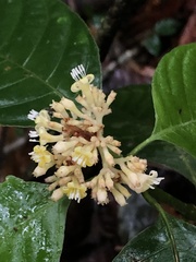 Palicourea didymocarpos