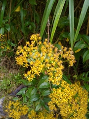 Senecio tamoides