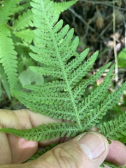 Phegopteris excelsior