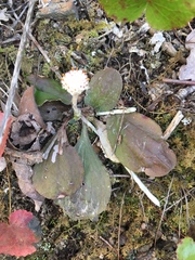 Antennaria solitaria