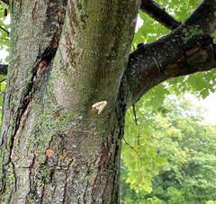 Lymantria dispar dispar