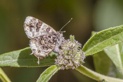 Aubergina vanessoides