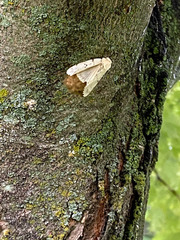 Lymantria dispar dispar