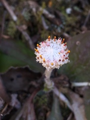 Antennaria solitaria