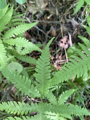 Phegopteris excelsior