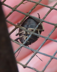 Platycoris bipunctatus