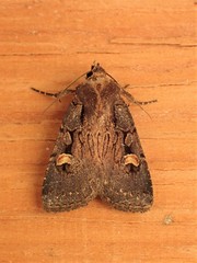 Adelphagrotis indeterminata