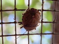 Platycoris bipunctatus