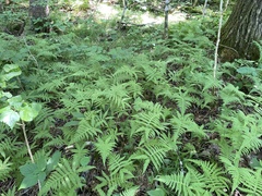 Phegopteris excelsior