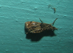 Noorda