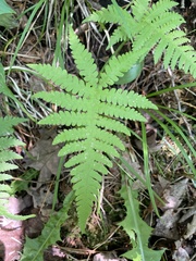 Phegopteris excelsior