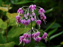 Allium allegheniense
