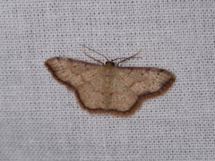 Idaea craspedota
