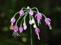 Allium allegheniense