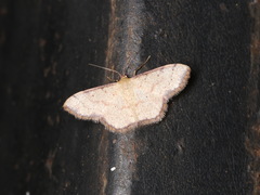 Idaea craspedota