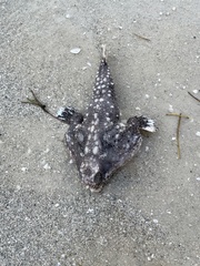 Ogcocephalus cubifrons